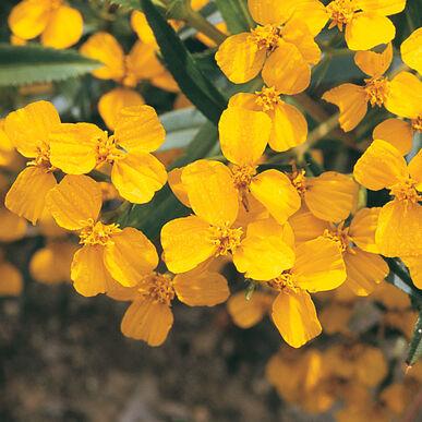 Tagetes lucida Marigold, Mexican Mint