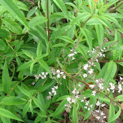 Thymus vulgaris Thyme, Lemon