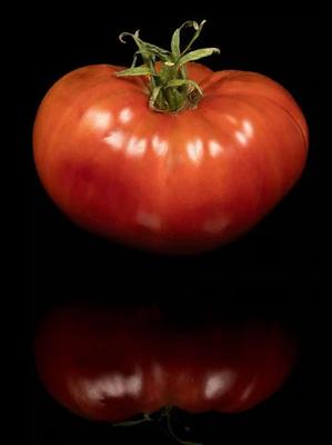 Solanum lycopersicon Bloodstone