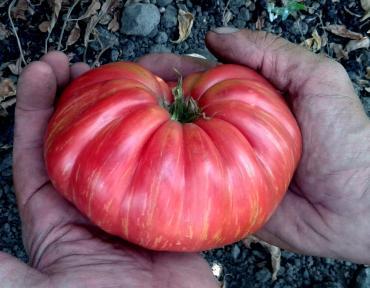 Solanum lycopersicon Jazz Pink