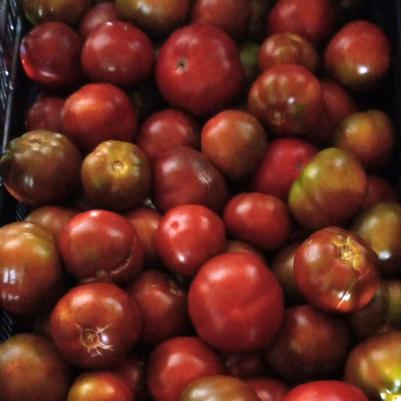 Solanum lycopersicon Kakao
