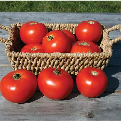 Solanum lycopersicon Mountain Fresh Plus