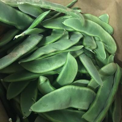 Phaseolus vulgaris King of the Garden